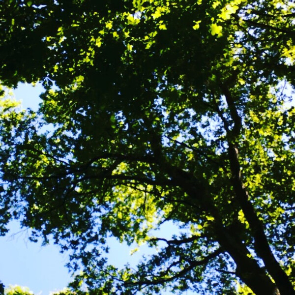 #verymuch&shy;la&shy;ter&shy;gramm aus dem wald