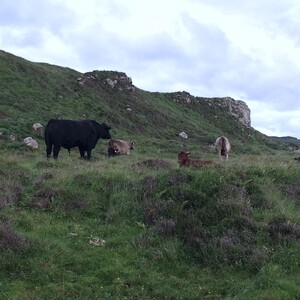 Photo by felix schwenzel in Coral Beaches, Isle of Skye. Keine Fotobeschreibung verfügbar..