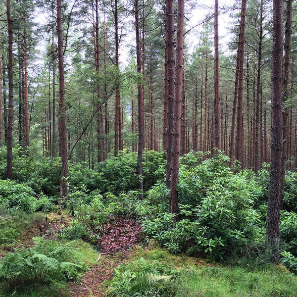 rho&shy;do&shy;den&shy;dren im wald rund um loch ness.