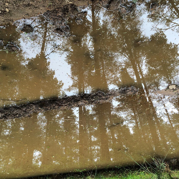 na&shy;del&shy;wald. un&shy;ten rum sind die na&shy;del&shy;b&auml;u&shy;me hier gr&uuml;n vom moss, das na&shy;deln nicht un&shy;&auml;hn&shy;lich ist, oben schei&shy;nen &hellip;