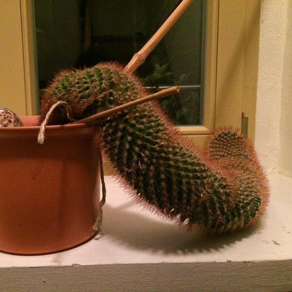 kriech&shy;kak&shy;tus