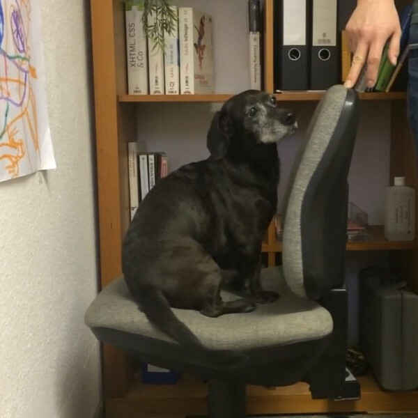 hun&shy;de su&shy;chen viel&shy;leicht nicht den blick&shy;kon&shy;takt, aber sie m&ouml;&shy;gen ihn schon ganz ger&shy;ne.