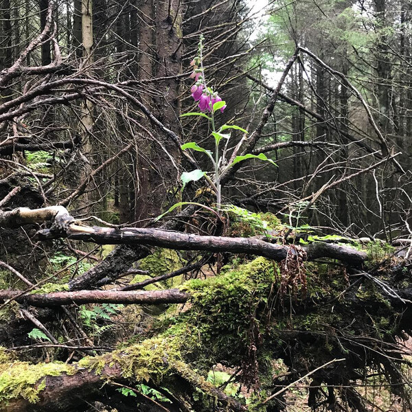 wur&shy;zel&shy;fin&shy;ger&shy;hut im wald von dun&shy;ve&shy;gan.
