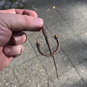 Photo by felix schwenzel in Krumme Lanke. Keine Fotobeschreibung verfügbar..