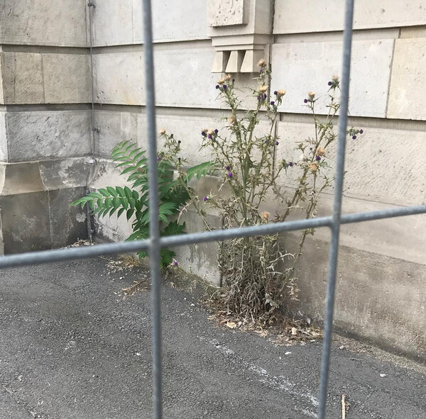 hin&shy;ter z&auml;u&shy;nen pas&shy;sie&shy;ren manch&shy;mal sch&ouml;&shy;ne din&shy;ge.