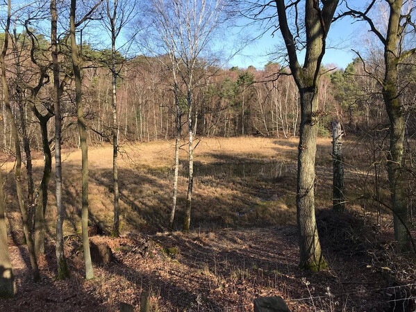 es ist sehr früh­lings­haft heu­te früh um 8 im gru­ne­wald ge­we­sen.