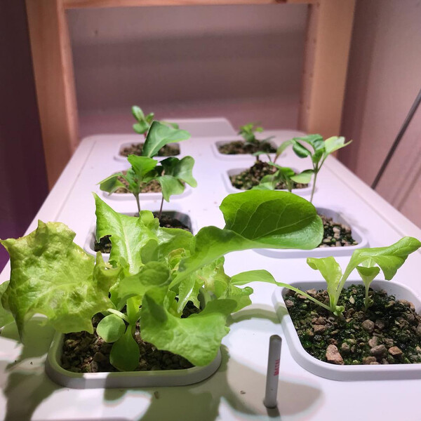 #ike­a­v­ä­xer stand nach 3 wo­chen: der pak choi ver­küm­mert, der arsch­loch-man­gold (und der an­de­re) ha­ben …