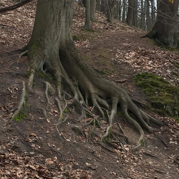 ich wür­de wirk­lich ger­ne mal erin 50-jah­re-zeit­raf­fer da­von se­hen, wie dies stütz­fin­ger wach­sen.