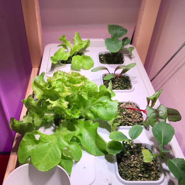 #ike­a­v­ä­xer wo­che 4: der pak choi hat auf­ge­ge­ben, der eine sa­lat macht das, was ich ei­gent­lich von al­len …