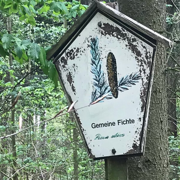 war&shy;um sind fich&shy;ten so ge&shy;mein?