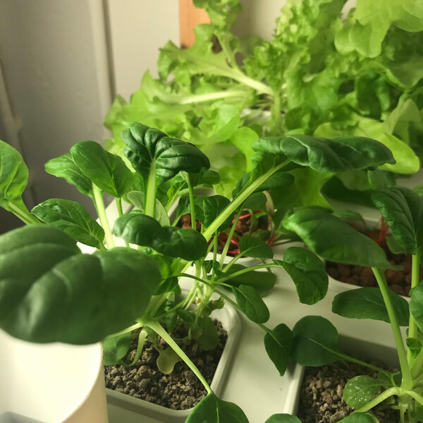 stand nach 10 wo­chen #spei­se­kam­mer­gar­ten: der pak choi macht sich nach an­fäng­li­chem zö­gern präch­tig, …