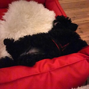 Photo by felix schwenzel on December 09, 2019. Keine Fotobeschreibung verfügbar..
