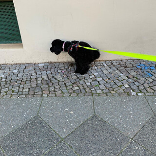 Photo by felix schwenzel on March 14, 2020. Keine Fotobeschreibung verf&uuml;gbar..