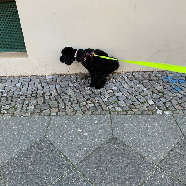 heu­te end­lich mal dran ge­dacht das han­dy zum gas­si­ge­hen mit­zu­neh­men. #fri­da