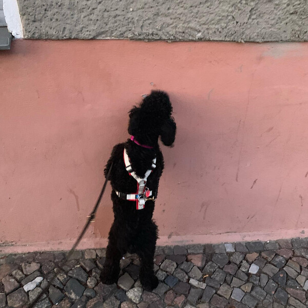das im ste­hen pin­keln müs­sen wir #fri­da noch ab­ge­wöh­nen.