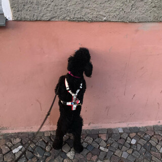 Photo by felix schwenzel on March 23, 2020. Keine Fotobeschreibung verf&uuml;gbar..