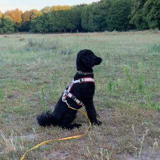 born to retrieve