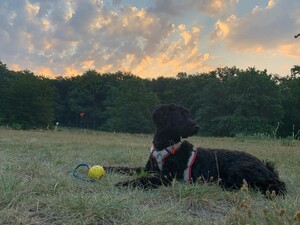 Photo by felix schwenzel in Volkspark Rehberge. Keine Fotobeschreibung verfügbar..