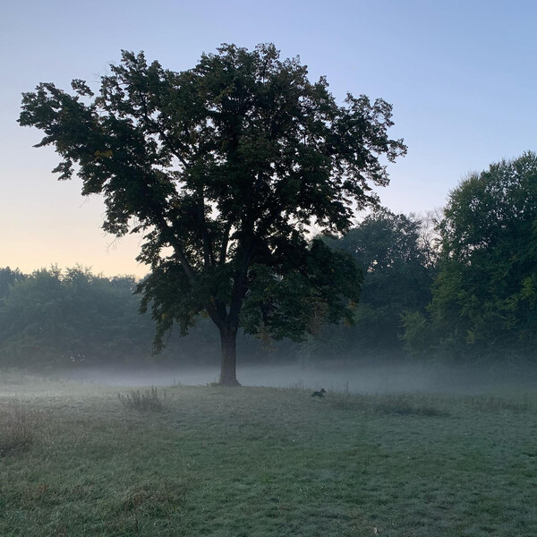 baum mit #fri&shy;da