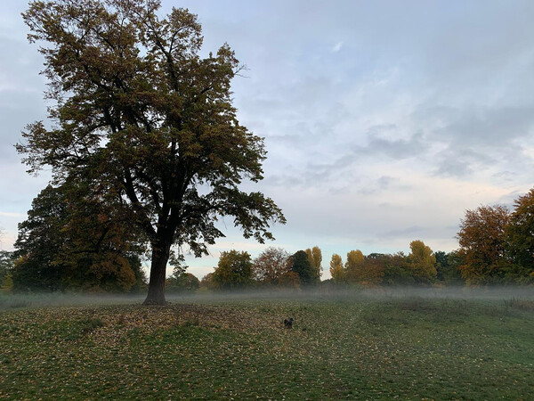 schon ganz sch&ouml;n mor&shy;gens in den reh&shy;ber&shy;gen.