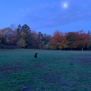 Photo by felix schwenzel in Goethepark. Keine Fotobeschreibung verfügbar..