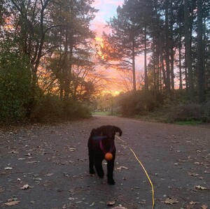 Photo by felix schwenzel in Volkspark Rehberge. Keine Fotobeschreibung verfügbar..