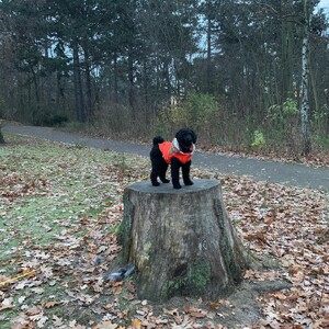 Photo by felix schwenzel in Volkspark Rehberge. Keine Fotobeschreibung verfügbar..