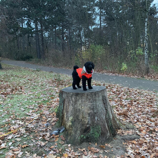 Photo by felix schwenzel in Volkspark Rehberge. Keine Fotobeschreibung verfügbar..
