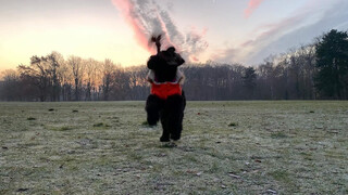 Photo by felix schwenzel in Volkspark Rehberge. Keine Fotobeschreibung verfügbar..