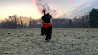 Photo by felix schwenzel in Volkspark Rehberge. Keine Fotobeschreibung verfügbar..