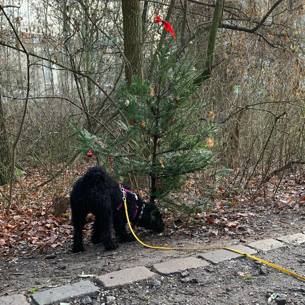 da hat je­mand in den reh­ber­gen ei­nen na­del­baum ge­schmückt. au­ßer­dem: schö­ner son­nen­auf­gang.