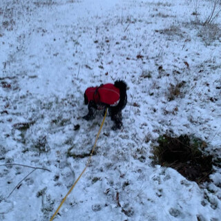 sch&ouml;n der schnee. klebt nur so am fell.