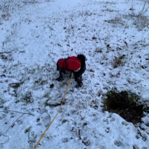 schön der schnee. klebt nur so am fell.