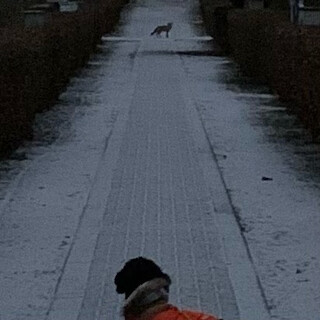 Photo by felix schwenzel in Volkspark Rehberge. Keine Fotobeschreibung verfügbar..