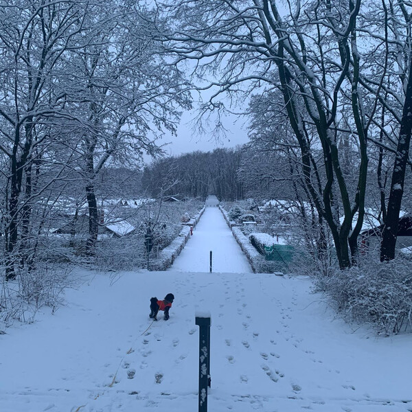 schnee kennt fri&shy;da jetzt auch in pulv&shy;rig und > 5 cm.