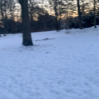 rennen im schnee kann #frida supa, aber eis und schnee am ball findet sie beim apportieren unheimlich.