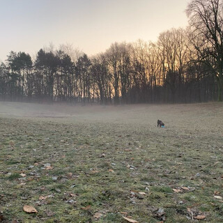 hab ix natürlich nicht auf video, aber heute hat frida zum ersten mal eine frisbee-scheibe in der luft …