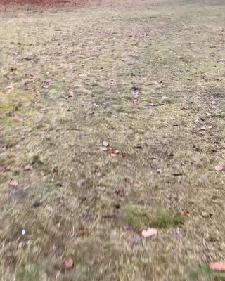 auf dem video hat sie die frisbee nicht geschnappt, aber einmal, off-camera, hat sie es heute wieder geschafft