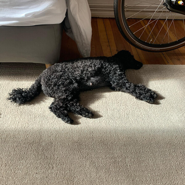 💤