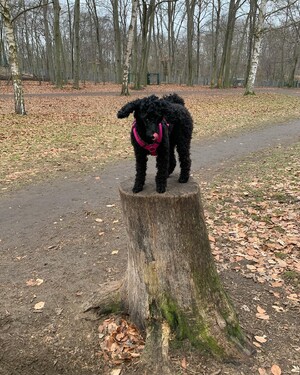 Photo by felix schwenzel in Volkspark Rehberge. Keine Fotobeschreibung verfügbar..