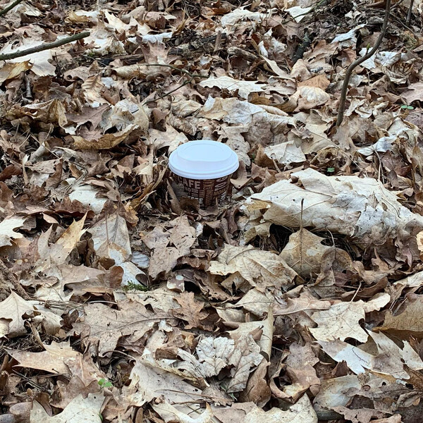 der wald als cup hol­der