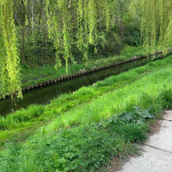 heu&shy;te fr&uuml;h an der pan&shy;ke. sehr gr&uuml;n und trau&shy;er&shy;wei&shy;dig.
