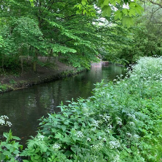 anner panke mal wieder heute früh, enten gucken.