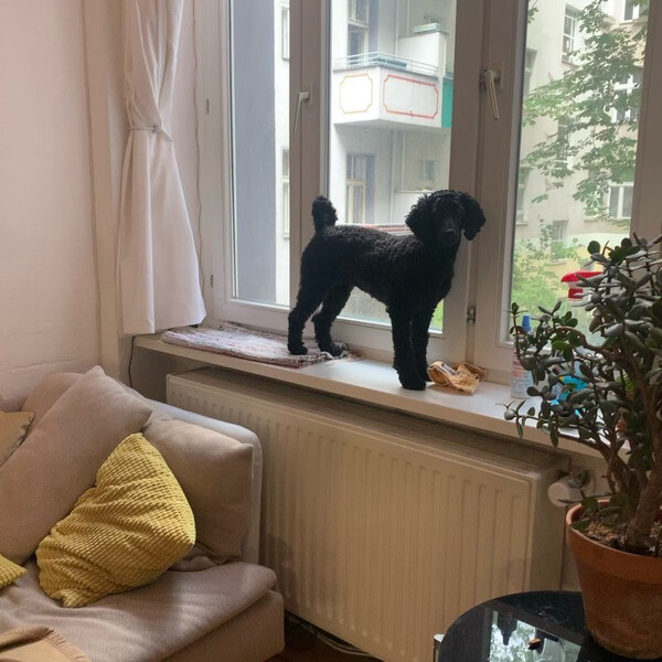 das macht #fri&shy;da jetzt re&shy;gel&shy;m&auml;&shy;&szlig;ig. #zie&shy;gen&shy;pu&shy;del #kat&shy;zen&shy;pu&shy;del #klet&shy;ter&shy;pu&shy;del #pu&shy;del&shy;pu&shy;del
