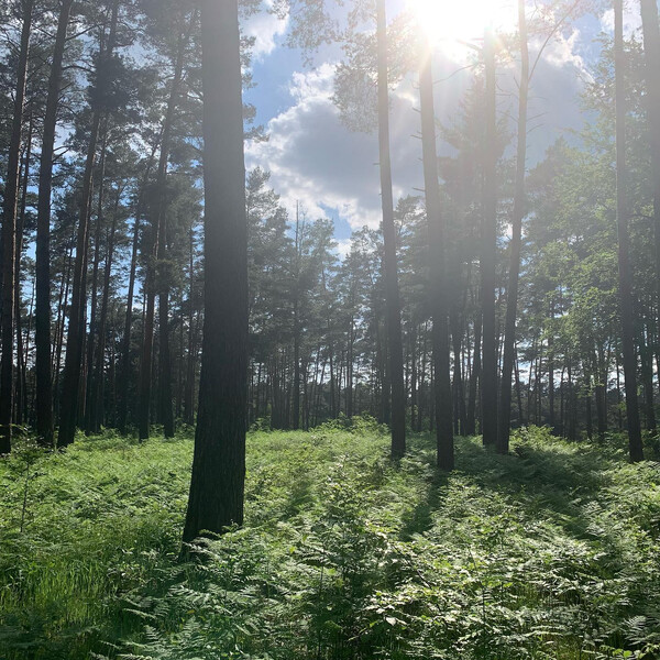 wald am sum­ter see: wun­der­schön. aber es war warm. so warm dass sich fri­da frei­wil­lig bei ner pau­se hin­ge­legt …