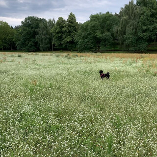 kein roggen und auch kein fänger, aber dafür springt frida wie ein reh und apportiert wie eine professionelle.