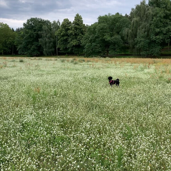 kein rog­gen und auch kein fän­ger, aber da­für springt fri­da wie ein reh und ap­por­tiert wie eine pro­fes­sio­nel­le.