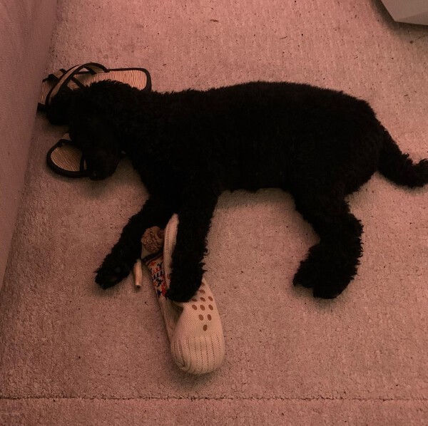 schaff dir ei­nen hund an und du be­kommst cute over­load ga­lo­re.