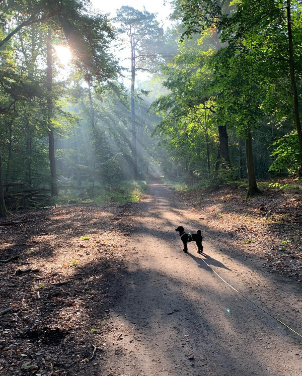 sonn­tag mor­gen im hun­de­aus­lauf­ge­biet froh­nau.