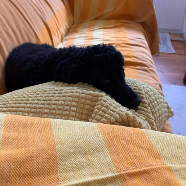 cute over&shy;load. im&shy;mer wie&shy;der.